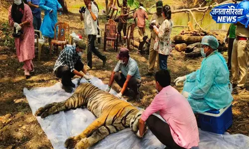 कान्हा टाइगर रिजर्व में फिर बाघ की मौत, 5–6 साल के नर बाघ का शव मिला