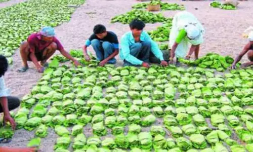 छत्तीसगढ़ में तेंदूपत्ता का समर्थन मूल्य देश में सर्वाधिक