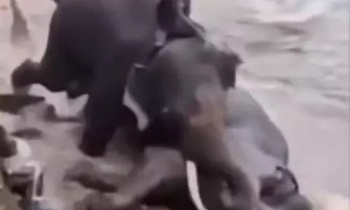 कर्नाटक: दुबारे हाथी शिविर हादसे के बाद मंत्री एन.एस. बोसराजु सख्त