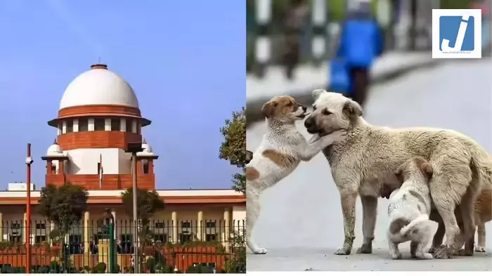 सर्वोच्च न्यायालय से डॉग लवर्स को झटका सर्वोच्च न्यायालय से डॉग लवर्स को झटका