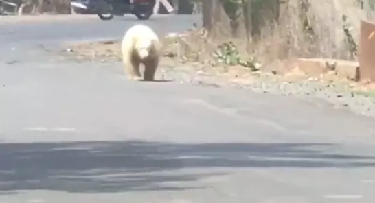 सफ़ेद भालू ने पेंड्रा में फैलाई दहशत, वन विभाग ने अलर्ट रहने कहा सफ़ेद भालू ने पेंड्रा में फैलाई दहशत, वन विभाग ने अलर्ट रहने कहा