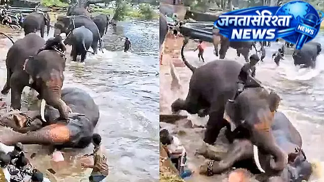 दुबारे हाथी कैंप हादसा: टूरिस्ट की मौत के बाद घायल हाथी ‘मार्तंडा’ ने भी दम तोड़ा दुबारे हाथी कैंप हादसा: टूरिस्ट की मौत के बाद घायल हाथी ‘मार्तंडा’ ने भी दम तोड़ा