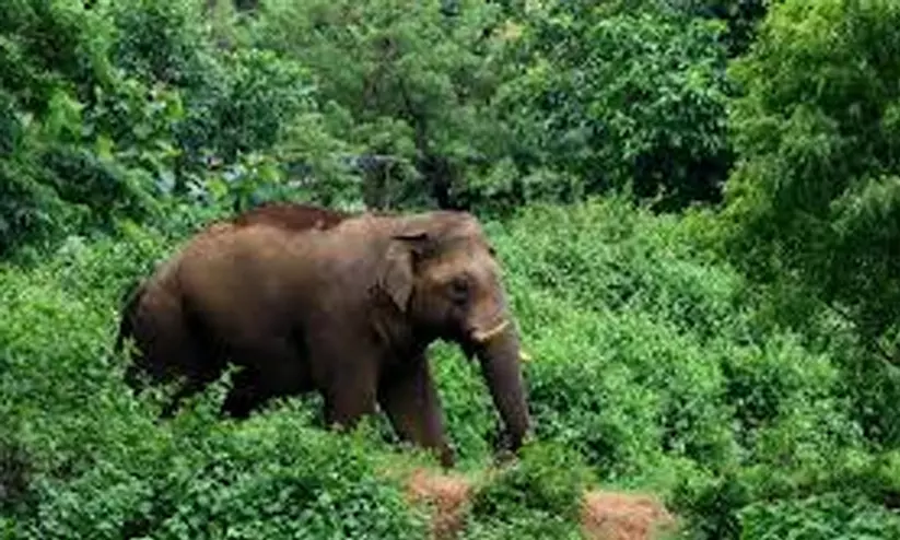 Kerala : मलयालापुझा में जंगली हाथियों का आतंक, फसलें तबाह, चार घरों की दीवारें तोड़ीं Kerala : मलयालापुझा में जंगली हाथियों का आतंक, फसलें तबाह, चार घरों की दीवारें तोड़ीं