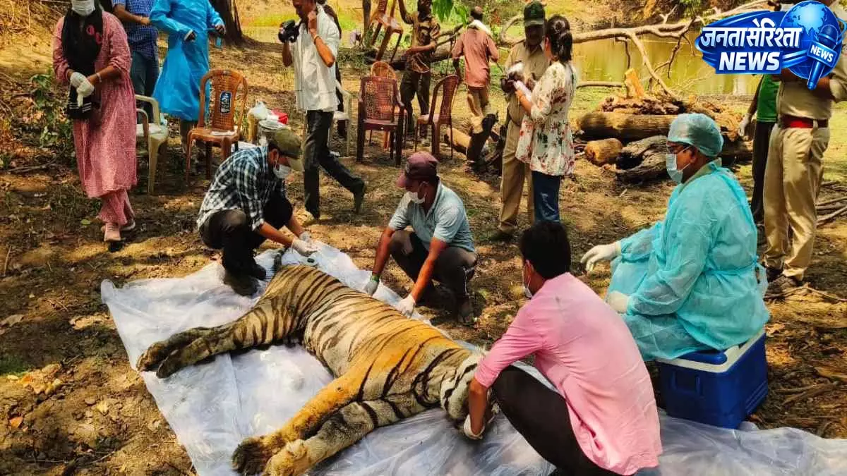 कान्हा टाइगर रिजर्व में फिर बाघ की मौत, 5–6 साल के नर बाघ का शव मिला कान्हा टाइगर रिजर्व में फिर बाघ की मौत, 5–6 साल के नर बाघ का शव मिला