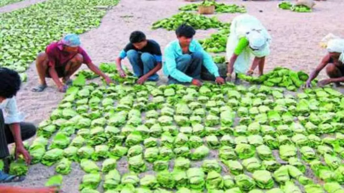 छत्तीसगढ़ में तेंदूपत्ता का समर्थन मूल्य देश में सर्वाधिक छत्तीसगढ़ में तेंदूपत्ता का समर्थन मूल्य देश में सर्वाधिक