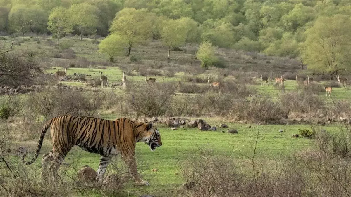 Sawai Madhopur: रणथंभौर में बाघिनों के लापता होने पर वन विभाग ने शुरू किया सर्च ऑपरेशन Sawai Madhopur: रणथंभौर में बाघिनों के लापता होने पर वन विभाग ने शुरू किया सर्च ऑपरेशन