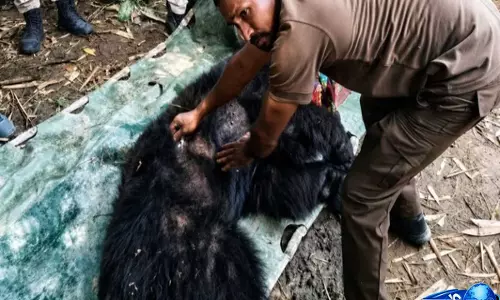 Assam: मारियानी में सात घंटे के ऑपरेशन के बाद एशियाई भालू बचाया गया