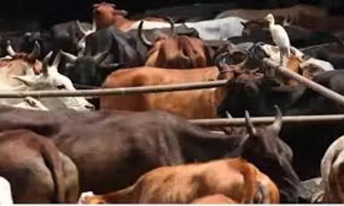 Jammu: मवेशी तस्करी पर बड़ी कार्रवाई, आरएस पुरा में 9 पशु रेस्क्यू Jammu: मवेशी तस्करी पर बड़ी कार्रवाई, आरएस पुरा में 9 पशु रेस्क्यू