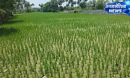 Tamil Nadu : कृषि विभाग ने लू से फसलों की सुरक्षा के लिए जारी की एडवाइजरी Tamil Nadu : कृषि विभाग ने लू से फसलों की सुरक्षा के लिए जारी की एडवाइजरी