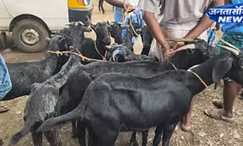 Tamil Nadu : बकरीद से पहले मेलापलायम पशु बाजार में भारी भीड़, 3 करोड़ तक का कारोबार Tamil Nadu : बकरीद से पहले मेलापलायम पशु बाजार में भारी भीड़, 3 करोड़ तक का कारोबार