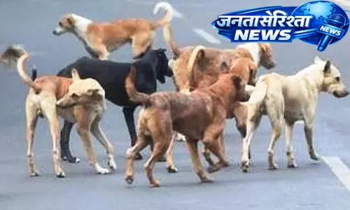 SC टिप्पणी से इंदौर को राहत, रेबीज़ और आक्रामक आवारा कुत्तों पर कार्रवाई के संकेत