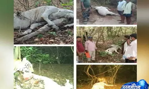 Nagarkurnool: तेलंगाना के अचमपेट में बाघ का हमला, ग्रामीणों में दहशत Nagarkurnool: तेलंगाना के अचमपेट में बाघ का हमला, ग्रामीणों में दहशत