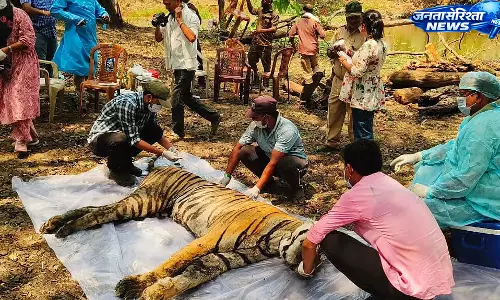 MP ; कान्हा टाइगर रिज़र्व में फिर बाघ की मौत, जांच में जुटा वन विभाग