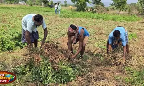 Nuapada में मूंगफली से किसानों की आय दोगुनी Nuapada में मूंगफली से किसानों की आय दोगुनी