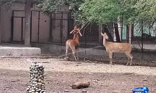 Lucknow चिड़ियाघर ने कूलर, स्प्रिंकलर और फलों वाला आहार किया शुरू