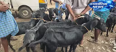 Tamil Nadu : बकरीद से पहले मेलापलायम पशु बाजार में भारी भीड़, 3 करोड़ तक का कारोबार Tamil Nadu : बकरीद से पहले मेलापलायम पशु बाजार में भारी भीड़, 3 करोड़ तक का कारोबार