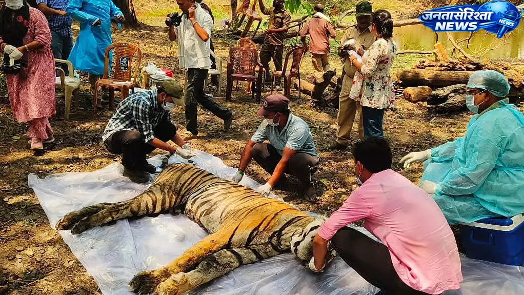 MP ; कान्हा टाइगर रिज़र्व में फिर बाघ की मौत, जांच में जुटा वन विभाग MP ; कान्हा टाइगर रिज़र्व में फिर बाघ की मौत, जांच में जुटा वन विभाग