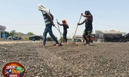 Ambala: सूरजमुखी की आवक ने बढ़ाई तैयारी की रफ्तार Ambala: सूरजमुखी की आवक ने बढ़ाई तैयारी की रफ्तार