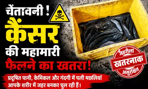 जहरीली मांगुर को मोंगरी मछली बताकर बेच रहे जहरीली मांगुर को मोंगरी मछली बताकर बेच रहे