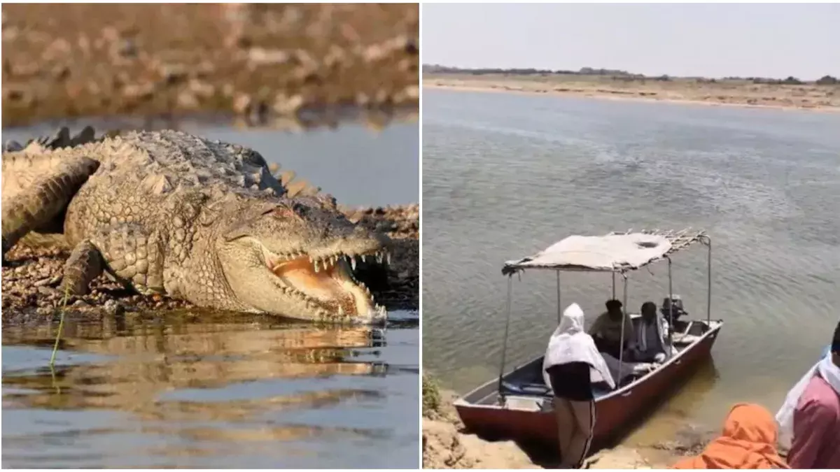 Dholpur: धौलपुर में मगरमच्छ का हमला, बालिका की जान गई Dholpur: धौलपुर में मगरमच्छ का हमला, बालिका की जान गई