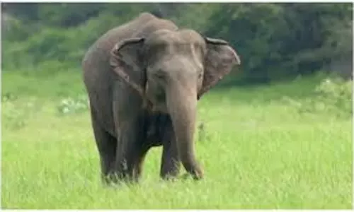 Anuppur: अनूपपुर और शहडोल में दहशत फैलाने वाला हाथी पकड़ा गया Anuppur: अनूपपुर और शहडोल में दहशत फैलाने वाला हाथी पकड़ा गया