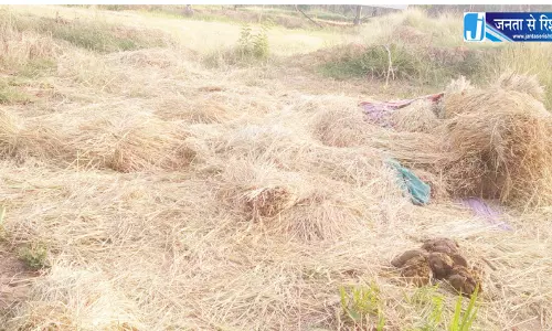 पिथौरा में हाथी उत्पात से ग्रामीणों में दहशत पिथौरा में हाथी उत्पात से ग्रामीणों में दहशत