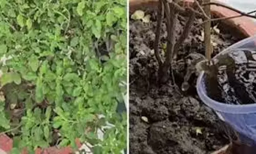 गर्मी में सूख रही है तुलसी? जड़ में डालें ये एक चीज, सालभर रहेगी हरी-भरी