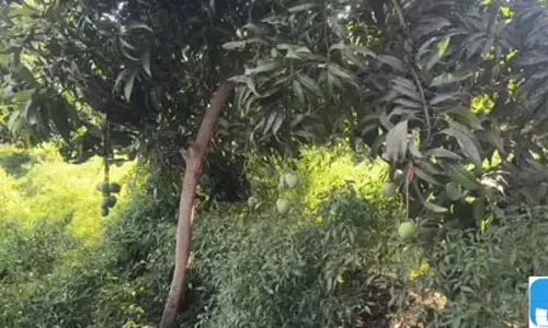 प्रधानमंत्री मोदी ने यूएई के राष्ट्रपति को गुजरात के केसर आम भेंट किए, उत्पादकों में खुशी प्रधानमंत्री मोदी ने यूएई के राष्ट्रपति को गुजरात के केसर आम भेंट किए, उत्पादकों में खुशी