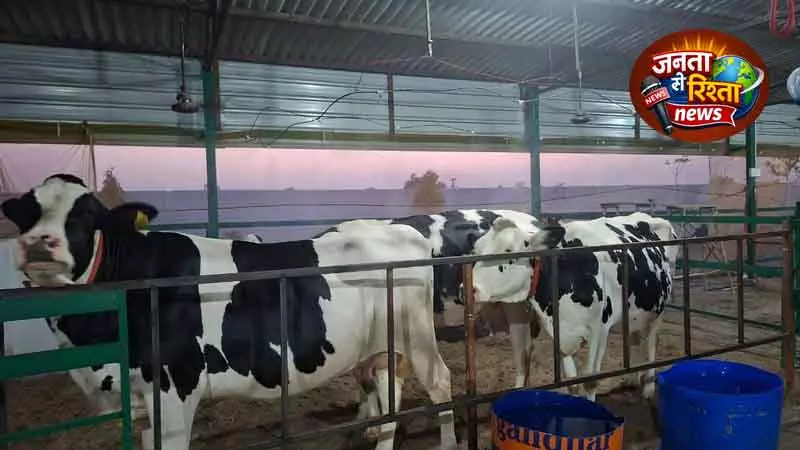 Karnal गर्मियों में दूध उत्पादन में 20% तक गिरावट Karnal गर्मियों में दूध उत्पादन में 20% तक गिरावट