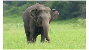 Anuppur: अनूपपुर और शहडोल में दहशत फैलाने वाला हाथी पकड़ा गया Anuppur: अनूपपुर और शहडोल में दहशत फैलाने वाला हाथी पकड़ा गया