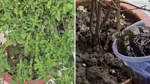 गर्मी में सूख रही है तुलसी? जड़ में डालें ये एक चीज, सालभर रहेगी हरी-भरी गर्मी में सूख रही है तुलसी? जड़ में डालें ये एक चीज, सालभर रहेगी हरी-भरी