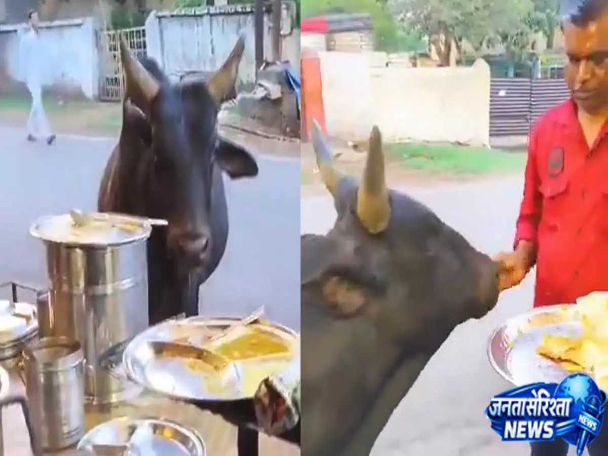 Jharkhand: स्ट्रीट वेंडर ने गाय को ताज़ा डोसा खिलाया, नंदी बाबा वीडियो ने जीता दिल Jharkhand: स्ट्रीट वेंडर ने गाय को ताज़ा डोसा खिलाया, नंदी बाबा वीडियो ने जीता दिल
