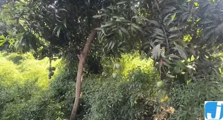 प्रधानमंत्री मोदी ने यूएई के राष्ट्रपति को गुजरात के केसर आम भेंट किए, उत्पादकों में खुशी प्रधानमंत्री मोदी ने यूएई के राष्ट्रपति को गुजरात के केसर आम भेंट किए, उत्पादकों में खुशी