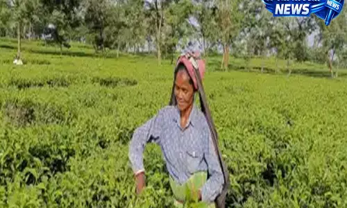 बागानों के विरोध से लेकर UN तक: इंटरनेशनल टी डे कैसे विकसित हुआ