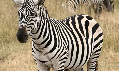 जंगल सफारी रायपुर में जेब्रा शावक की मौत