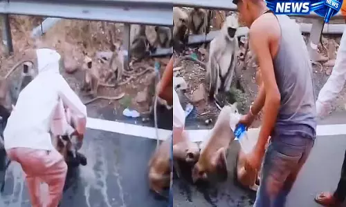 बेचारे जानवर: महाराष्ट्र के विदर्भ में हीटवेव से परेशान बंदरों का वीडियो वायरल