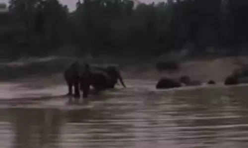 तालाब में हाथियों के झुंड ने नहाया