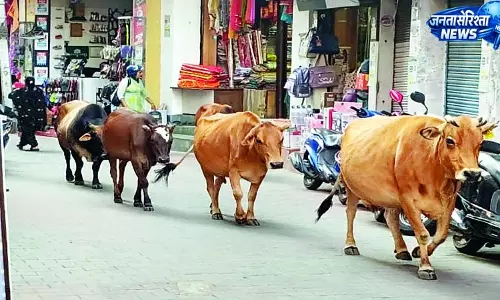 बेखौफ घूमते पशुओं ने बढ़ाई टेंशन