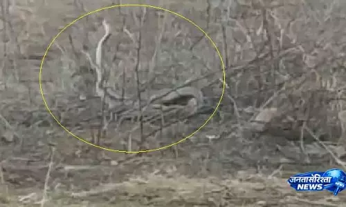 Koraput में दो किंग कोबरा एक-दूसरे से लिपटे हुए नाचते दिखे Koraput में दो किंग कोबरा एक-दूसरे से लिपटे हुए नाचते दिखे