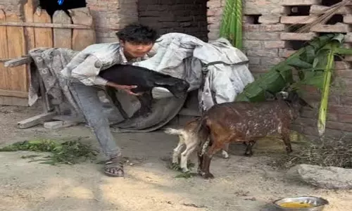 नेवरा गांव में पशुशाला से 13 बकरियों की चोरी, पुलिस जांच में जुटी नेवरा गांव में पशुशाला से 13 बकरियों की चोरी, पुलिस जांच में जुटी