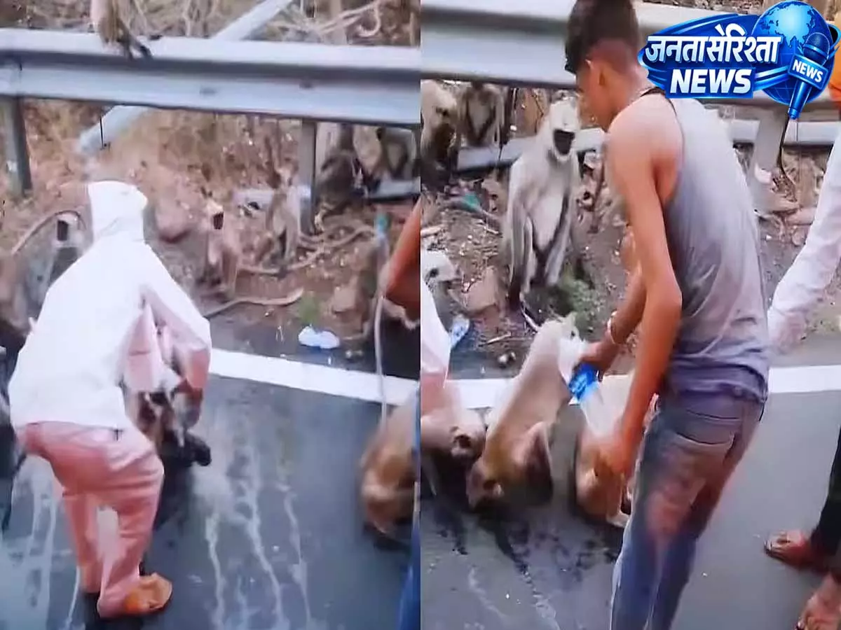 बेचारे जानवर: महाराष्ट्र के विदर्भ में हीटवेव से परेशान बंदरों का वीडियो वायरल बेचारे जानवर: महाराष्ट्र के विदर्भ में हीटवेव से परेशान बंदरों का वीडियो वायरल