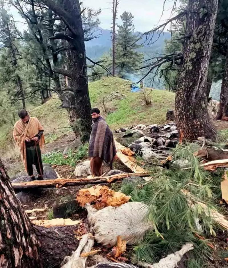 Srinagar बिजली गिरने से 60 से ज़्यादा भेड़-बकरियों की मौत हो गई Srinagar बिजली गिरने से 60 से ज़्यादा भेड़-बकरियों की मौत हो गई
