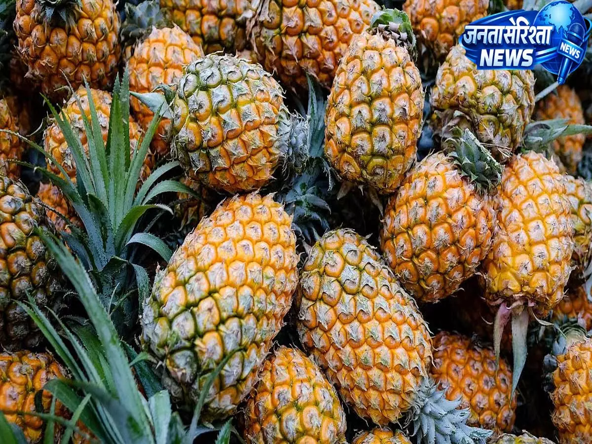 Tripura करेगा दिल्ली में अनानास महोत्सव की मेज़बानी, उष्णकटिबंधीय फलों को बढ़ावा Tripura करेगा दिल्ली में अनानास महोत्सव की मेज़बानी, उष्णकटिबंधीय फलों को बढ़ावा