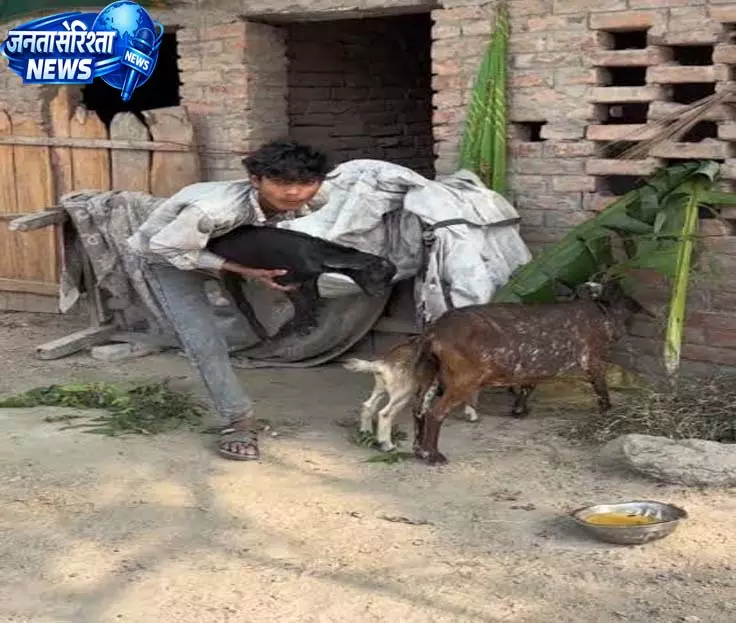 नेवरा गांव में पशुशाला से 13 बकरियों की चोरी, पुलिस जांच में जुटी नेवरा गांव में पशुशाला से 13 बकरियों की चोरी, पुलिस जांच में जुटी