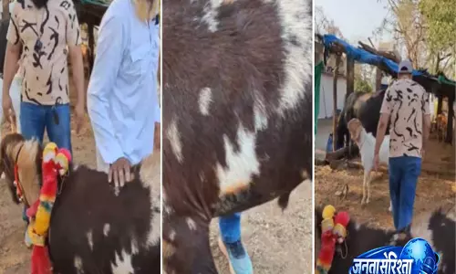 सुपरस्टार बकरा अल्लाह : फर में कमाल, कीमत ₹25 लाख – वीडियो देख सब रह गए दंग