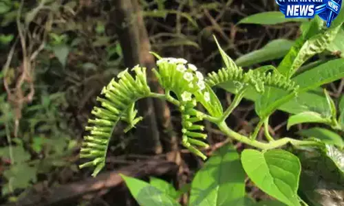 दुर्लभ फूल वाला पौधा: कैसे असम को अंडमान-निकोबार से जोड़ता है? दुर्लभ फूल वाला पौधा: कैसे असम को अंडमान-निकोबार से जोड़ता है?
