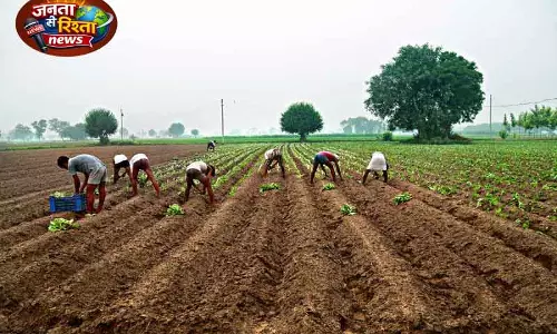 Haryana में फसल विविधीकरण योजना के तहत 1 लाख एकड़ जमीन पर खेती का लक्ष्य