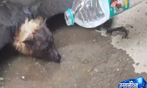 तेज़ गर्मी में पेड़ से गिरे चमगादड़ को वकीलों ने पानी देकर बचाया – दिल को छू लेने वाला वीडियो