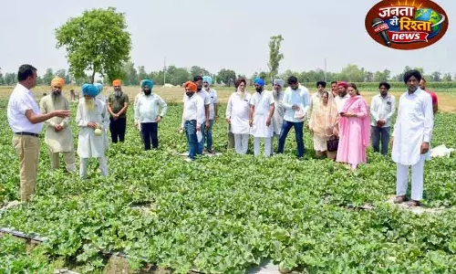 PAU ने पेश की खरबूजे की नई किस्म ‘Punjab अमृत’ PAU ने पेश की खरबूजे की नई किस्म ‘Punjab अमृत’