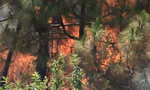 Palampur जंगल की आग से प्रभावित हो रही हिमालय की जैव विविधता Palampur जंगल की आग से प्रभावित हो रही हिमालय की जैव विविधता